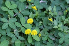 Arachis pintoi